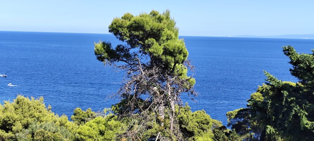 vista isole tremiti